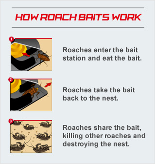 What is a combat roach?